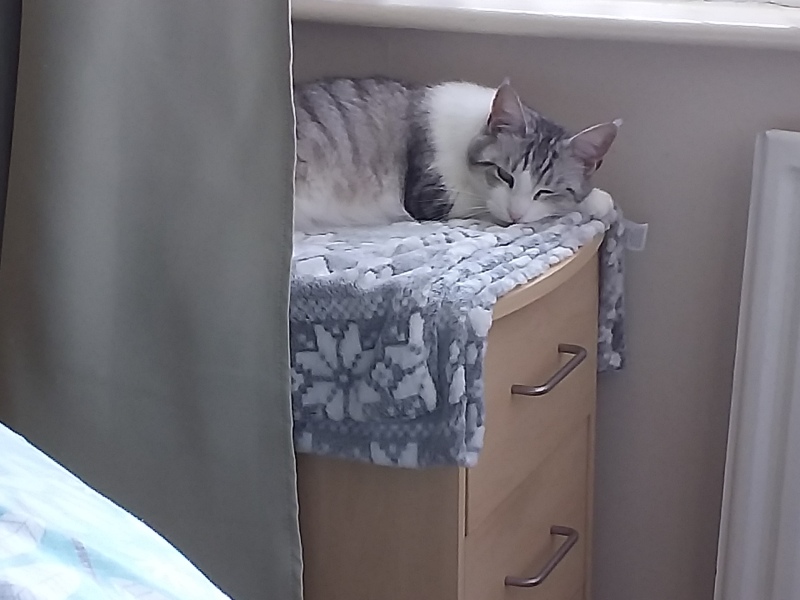 Chicken, Dreamies and Lickelix - the Excellent Cats form a disorderly queue