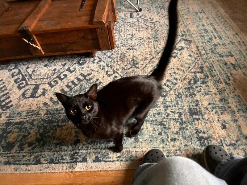 Post your supermodel cats