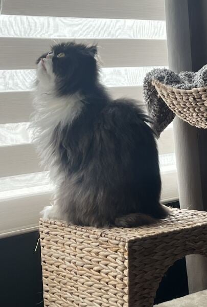 Thread 33 Starmer - Gerst Monath