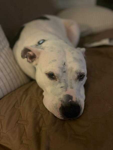 Thread 33 Starmer - Gerst Monath