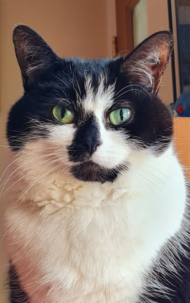 Anyone tried one of these calming collars?