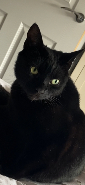 Post your supermodel cats