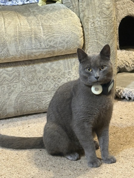 Post your supermodel cats
