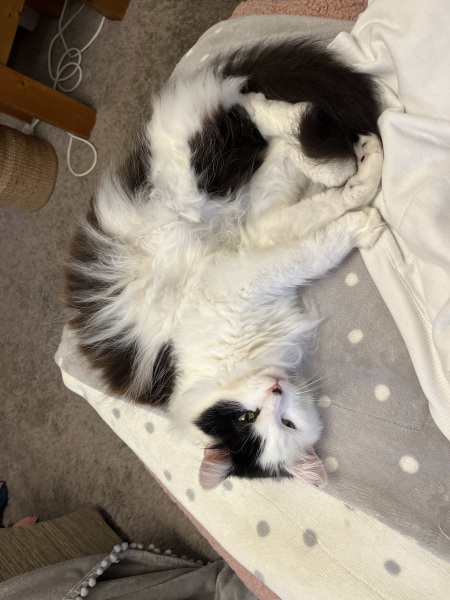 First time long-haired cat owner advice needed!