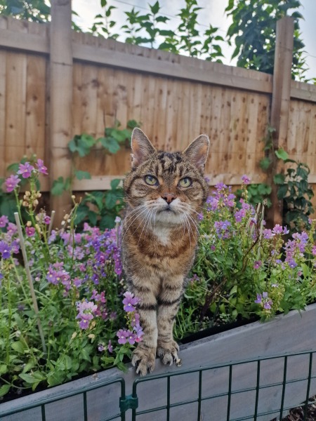 My lovely kitten, will it change?!