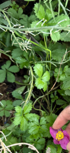 My anemone