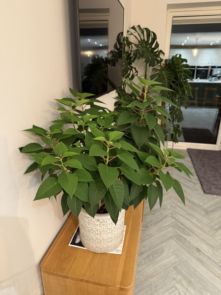 Poinsettia success stories?