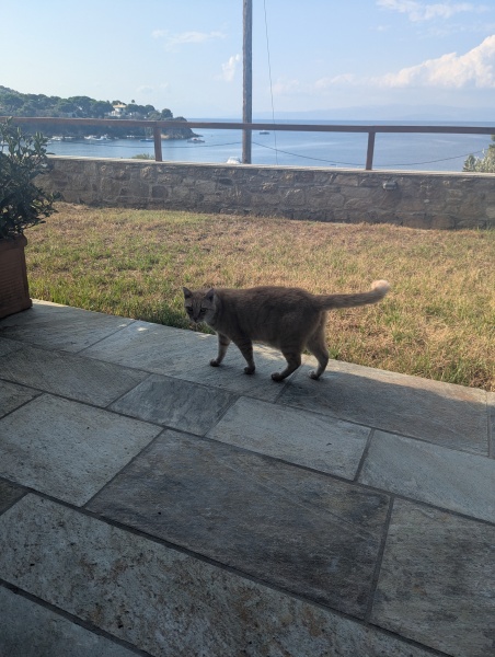 Chicken, Dreamies and Lickelix - the Excellent Cats form a disorderly queue