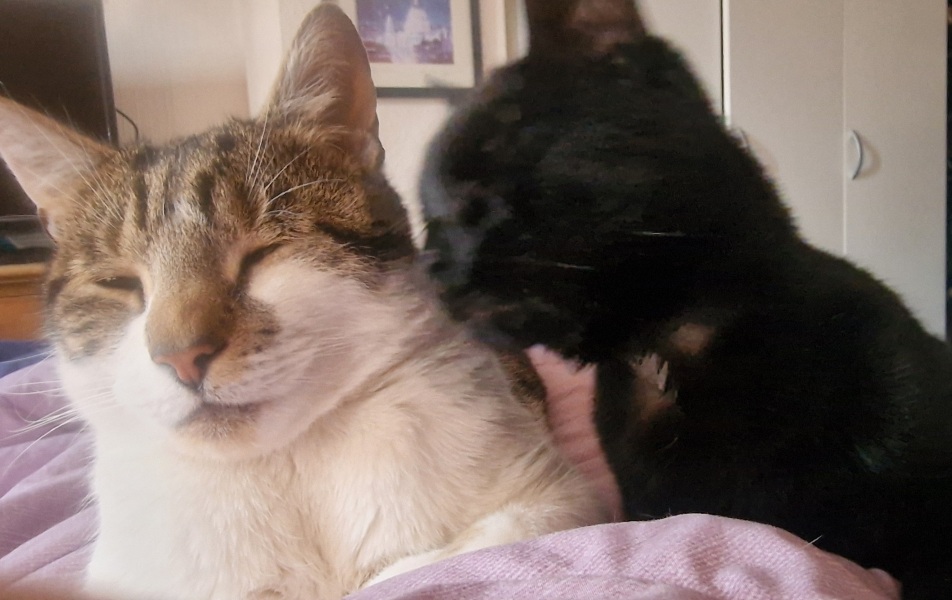 Thread 32 Starmer - Corn Moon