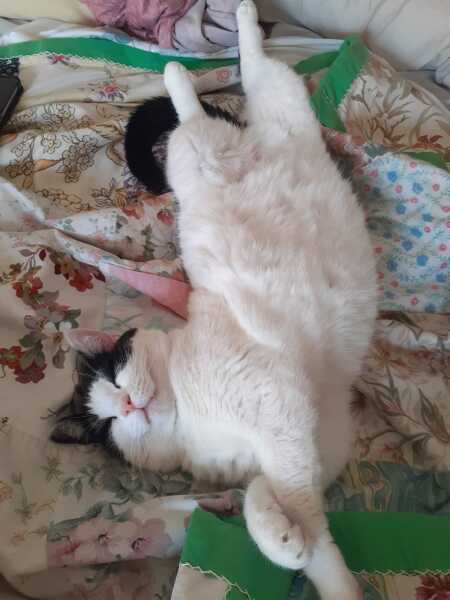 Post your supermodel cats