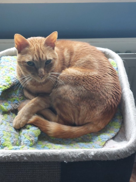 Thread 34 Starmer - Conference Swanwiches and a Deputy Leader contest