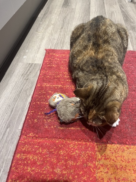 Chicken, Dreamies and Lickelix - the Excellent Cats form a disorderly queue