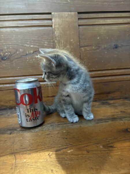 Kitten food