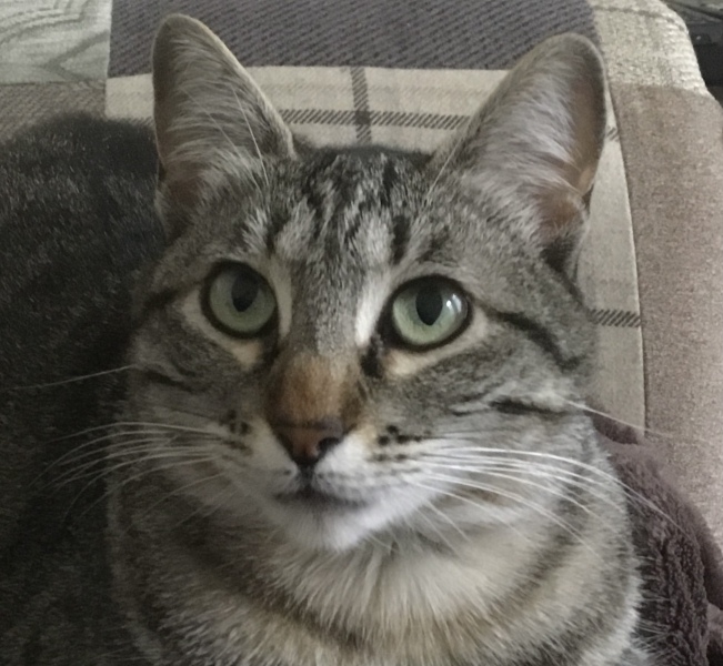 Post your supermodel cats