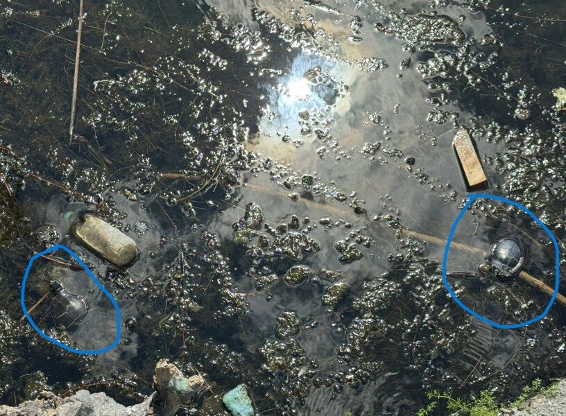 Come and tell us your dull and unexciting news 34: Calmly through the day