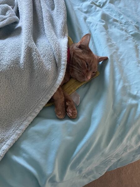 My lovely kitten, will it change?!
