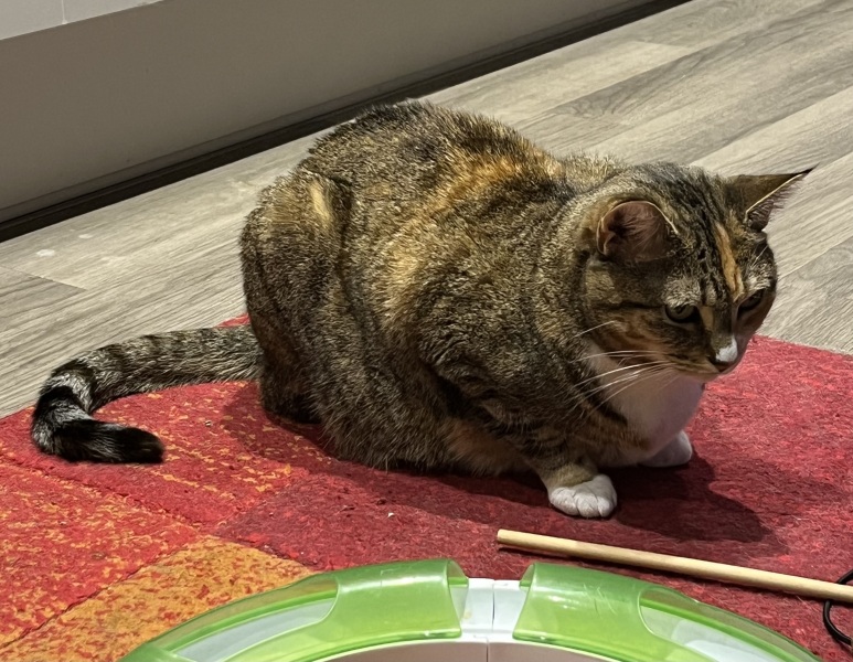 Post your supermodel cats