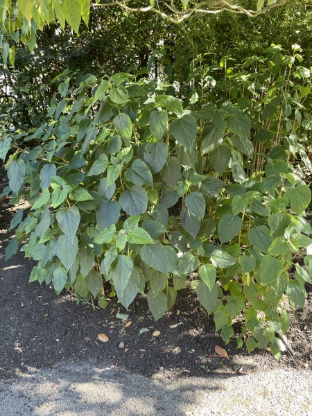 Plant id help (pics)