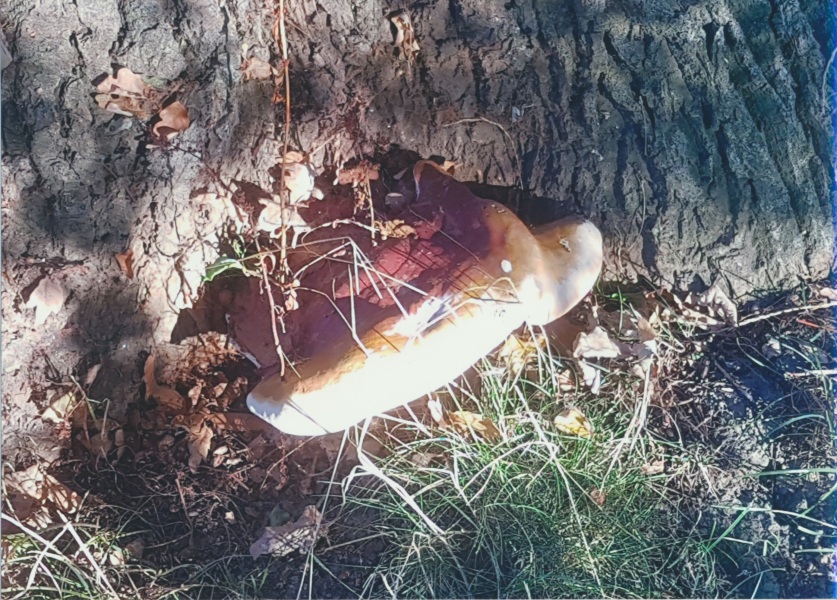 How should I treat this Oak Tree fungi?