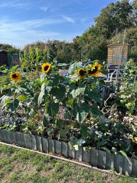 What have been your stand out favourite plants in your garden this year?