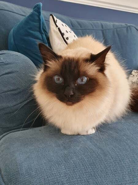 My darling girl has died