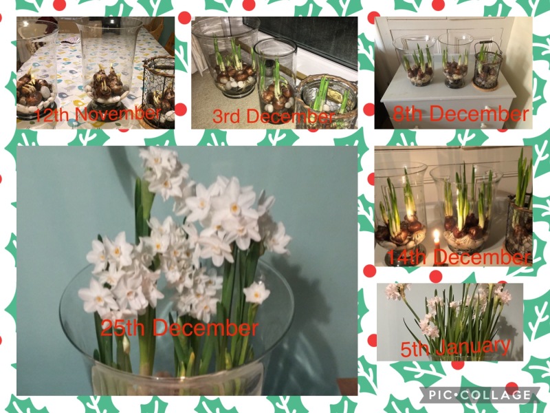 Poncetastic Christmas 2025