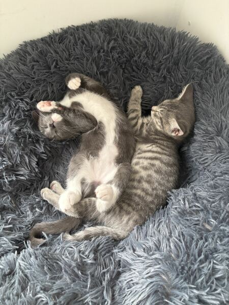Kitten food