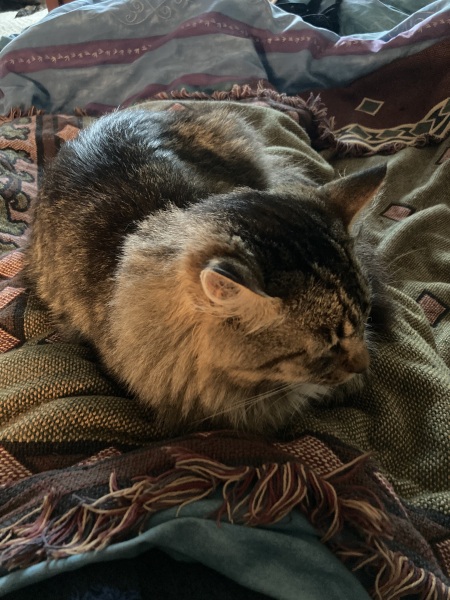 Thread 31 Starmer - September Rain