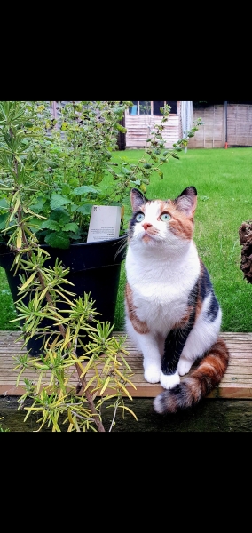 Post your supermodel cats