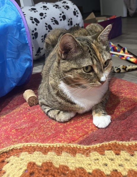 Chicken, Dreamies and Lickelix - the Excellent Cats form a disorderly queue