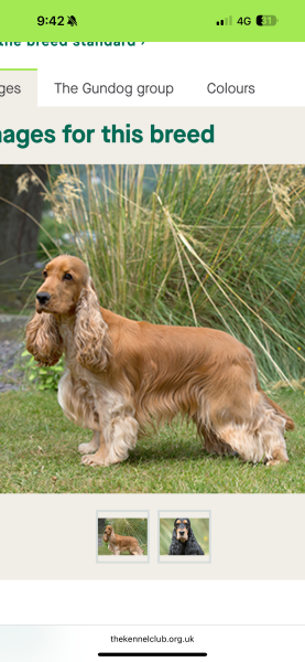 Cocker or Golden Retriever?