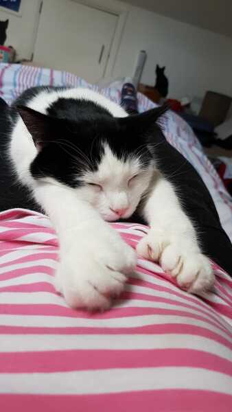 Cats with thumbs!