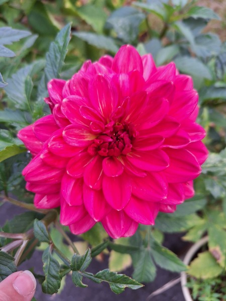 Year round Nigel Slater discussion thread Part 2