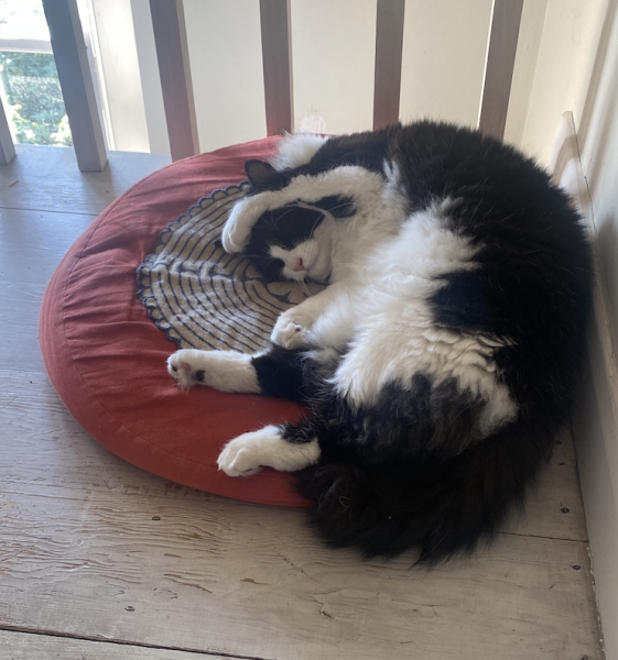 Thread 31 Starmer - September Rain