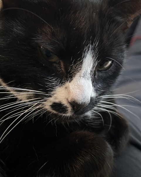 Scottish Tourism - the Excellent Cats debate Gizmo's suitability as a top influencer