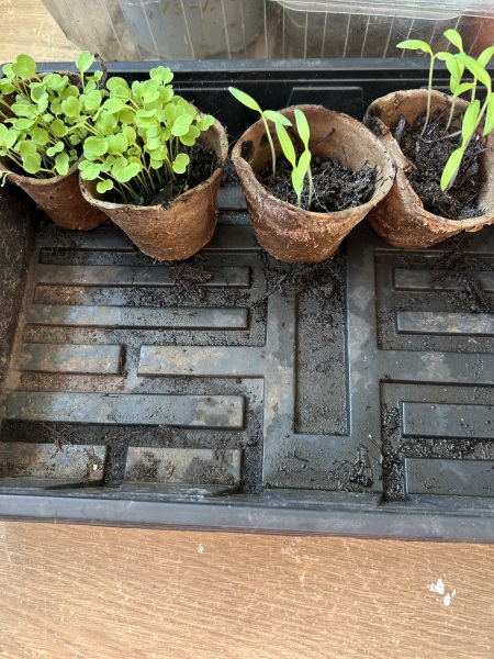 Help identifying seeds