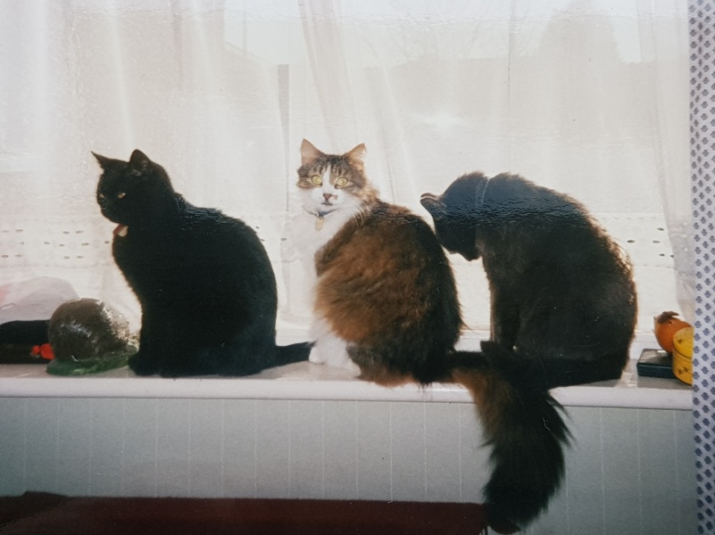 Scottish Tourism - the Excellent Cats debate Gizmo's suitability as a top influencer