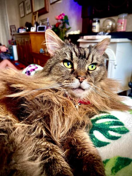 Post your supermodel cats