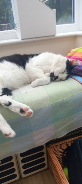 Chicken, Dreamies and Lickelix - the Excellent Cats form a disorderly queue