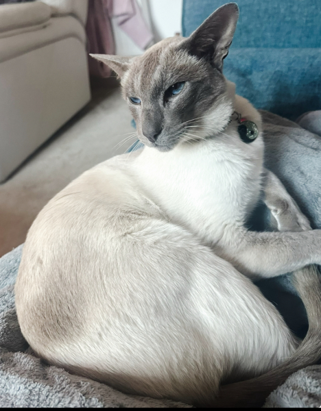 Post your supermodel cats