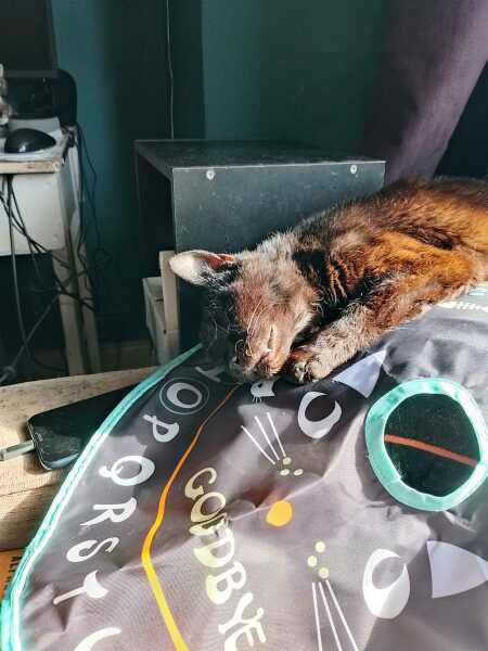 Chicken, Dreamies and Lickelix - the Excellent Cats form a disorderly queue