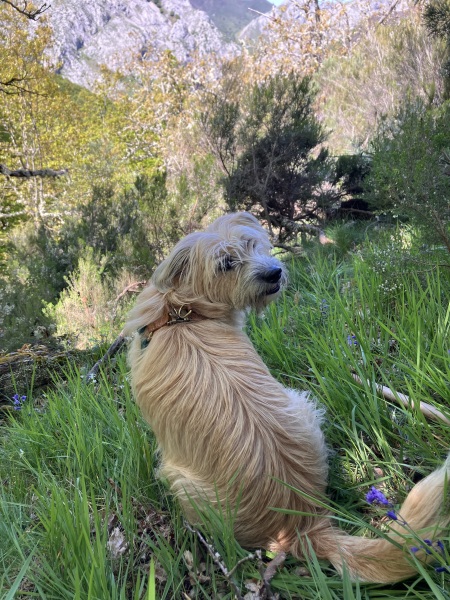 Rescue Dog - Help please