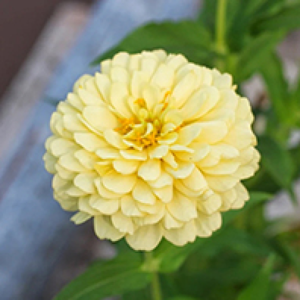 Gardening related names