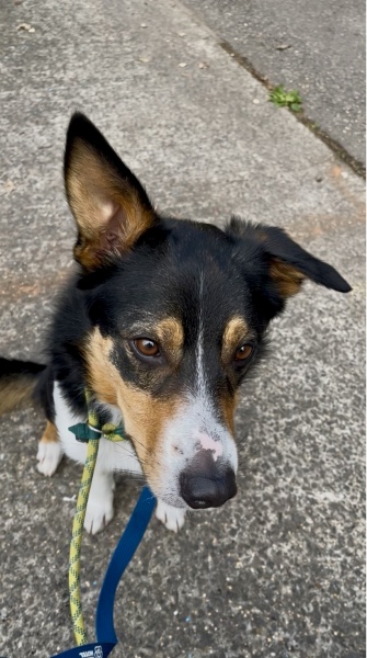 Thread 34 Starmer - Conference Swanwiches and a Deputy Leader contest