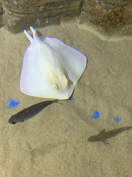 Thread 33 Starmer - Gerst Monath