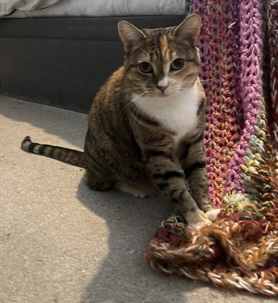Chicken, Dreamies and Lickelix - the Excellent Cats form a disorderly queue