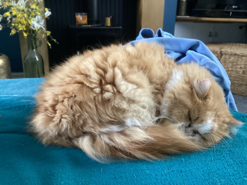 Thread 31 Starmer - September Rain