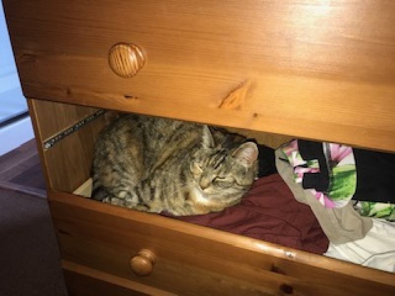 Chicken, Dreamies and Lickelix - the Excellent Cats form a disorderly queue