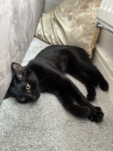 Can’t re home this cat!