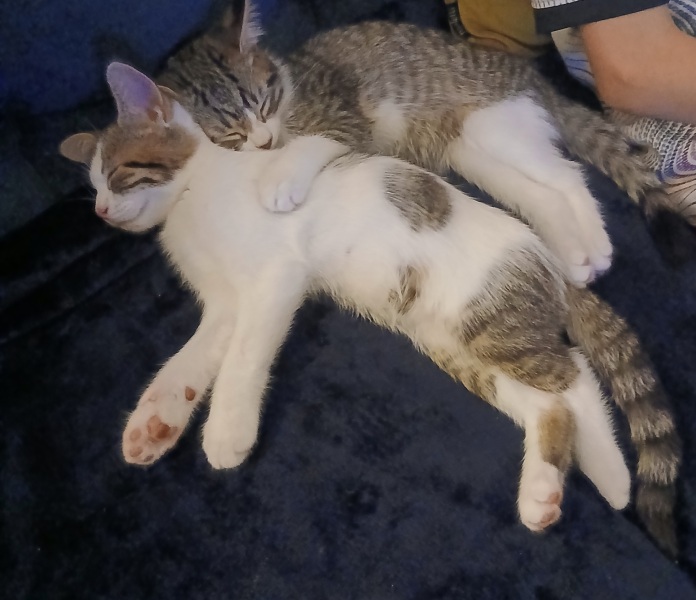 Post your supermodel cats